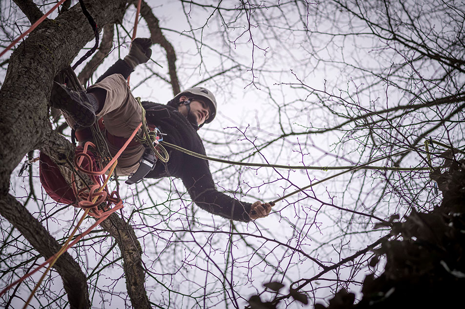 Ein Baumkletterer in Aktion