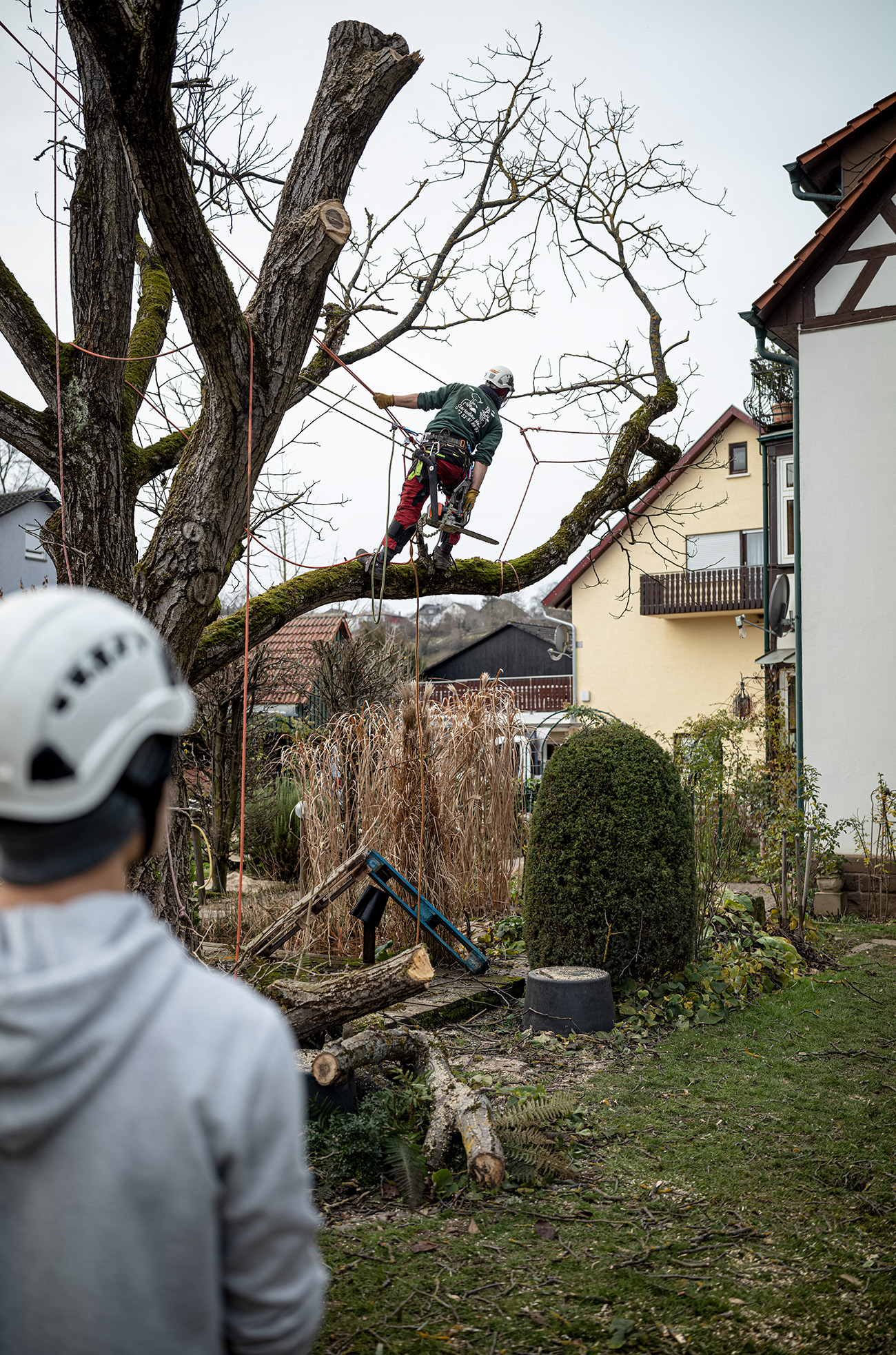 Fällung eines Baumes