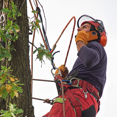 Baumkletterer mit Telefon