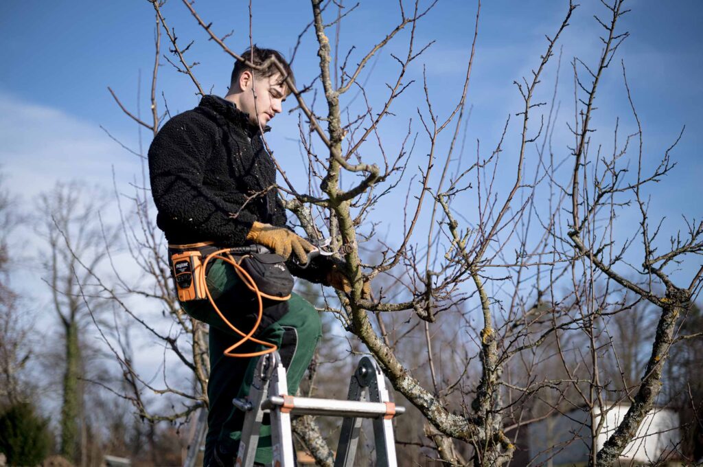 Obstbaum bekommt einen Pflegeschnitt