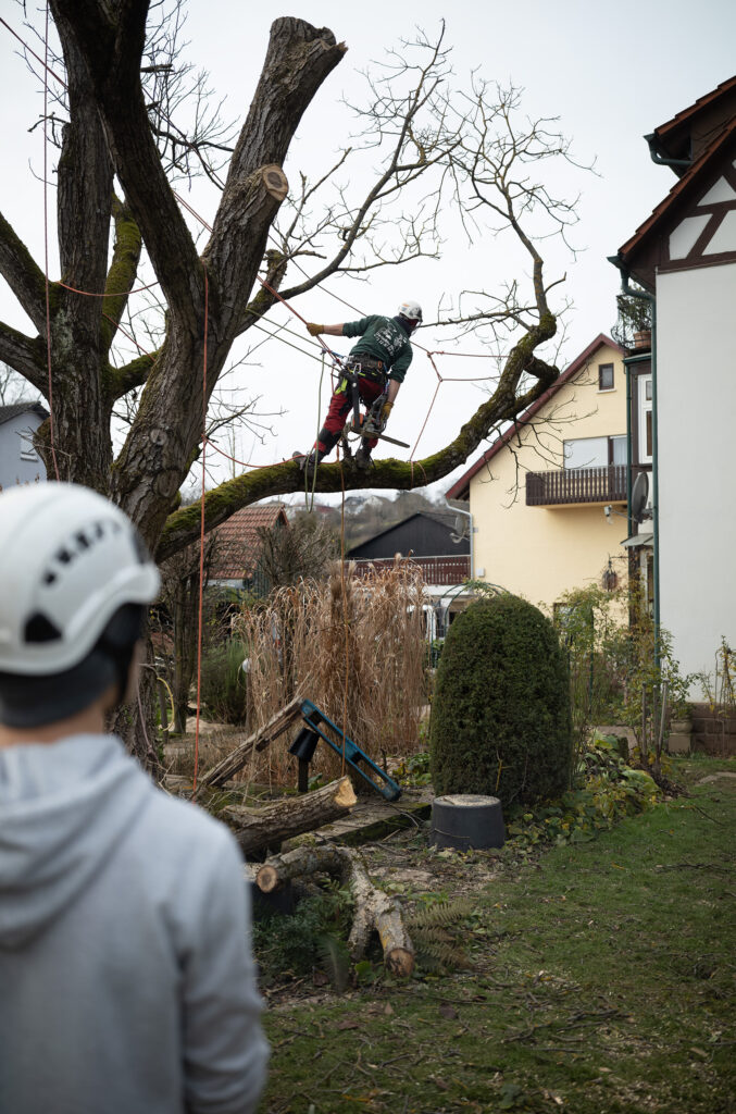 Fällung eines Baumes