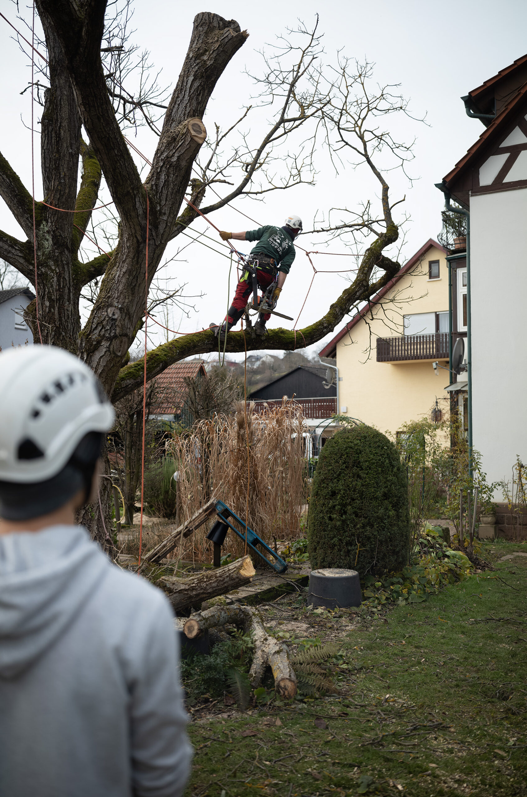 Fällung eines Baumes