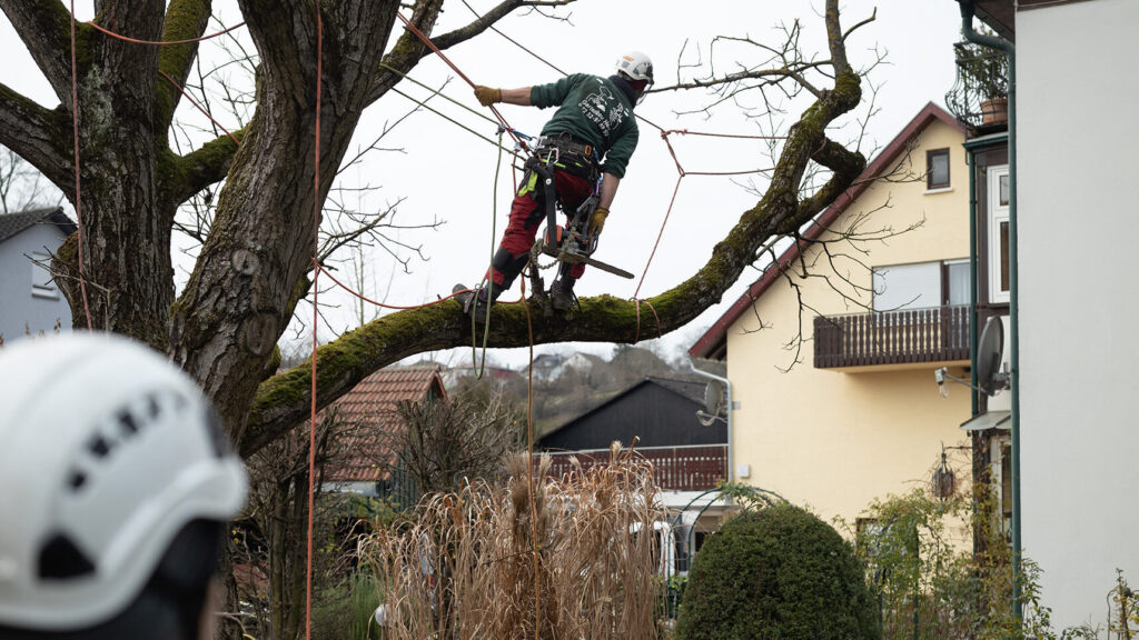 Fällung eines Baumes