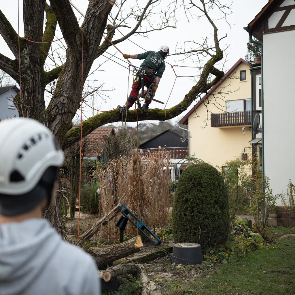 Fällung eines Baumes