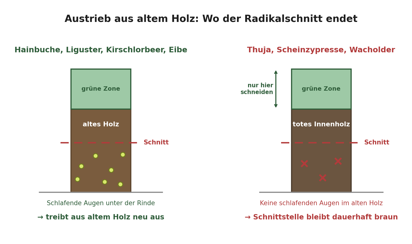 Vergleich Austrieb aus altem Holz: Hainbuche, Liguster, Kirschlorbeer und Eibe treiben aus schlafenden Augen neu aus, Thuja und Scheinzypresse bleiben nach dem Radikalschnitt dauerhaft braun