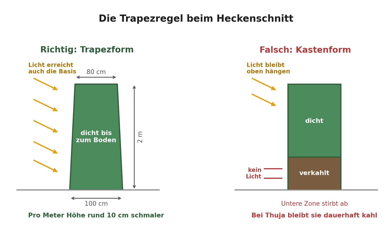 Vergleich Trapezform und Kastenform beim Heckenschnitt: richtige Trapezform mit nach oben schmaler werdender Hecke gegenüber der falschen Kastenform mit verkahlter unterer Zone